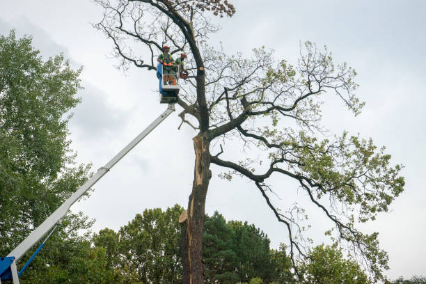 Best Storm Damage Tree Cleanup  in Emigration Canyon, UT